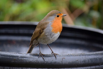 Robin bird in rain