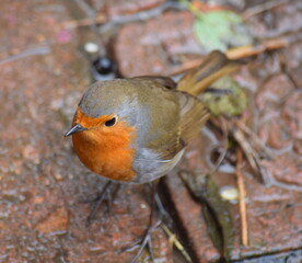Robin