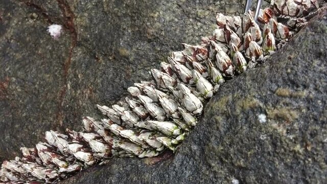 Picking Gooseneck Barnacles on beach rock