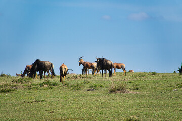 Gnu im Nationalpark Tsavo Ost, Tsavo West und Amboseli in Kenia