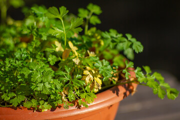 Sick house plants of Coriander plant It's showing sick with yellow leaf margins.Disease on agriculture, incomplete growth,Organic garden in Italy.