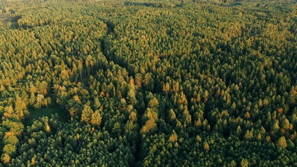 Aerial View Of Green Coniferous Forest 4K. Elevated View Of Pines pine Woods Forest Landscape During Sunset In Summer Evening