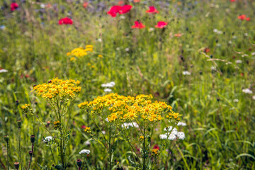 Closeup of yellow blooming common ragwort among other wild plants and flowers in a Dutch field margin to promote biodiversity. It is a sunny day in the spring season.