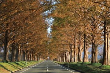 メタセコイヤ並木