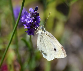 White butterfly