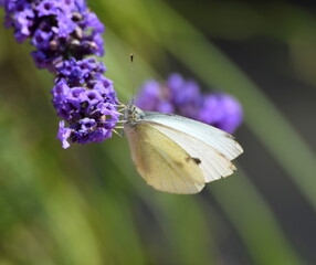 White butterfly