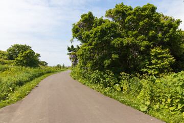 夏の礼文島風景