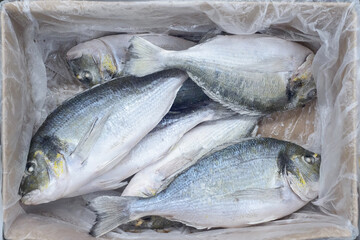 frozen sea fish, doradas in cardboard package box