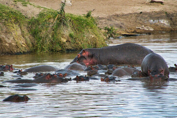 Flusspferde im Wasser im Amboseli Nationalpark in Kenia
