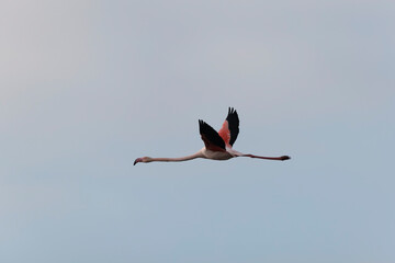 Obraz premium Greater Flamingo Phoenicopterus roseus from Camargue, southern France