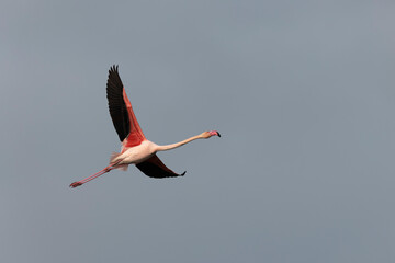 Obraz premium Greater Flamingo Phoenicopterus roseus from Camargue, southern France