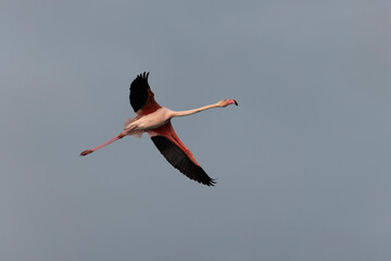 Greater Flamingo Phoenicopterus roseus from Camargue, southern France