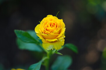 Open, incredibly beautiful yellow rose in the garden