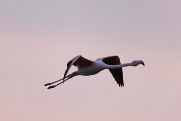 Greater Flamingo Phoenicopterus roseus from Camargue, southern France