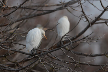 cattle egret Bubulcus ibis perching or flying