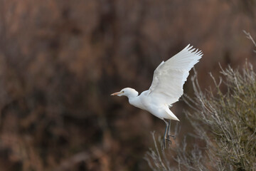 cattle egret Bubulcus ibis perching or flying