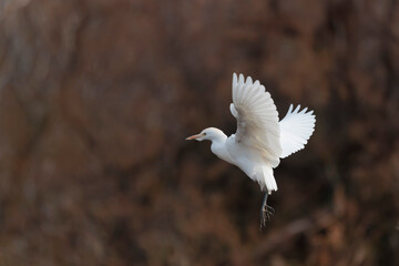 cattle egret Bubulcus ibis perching or flying