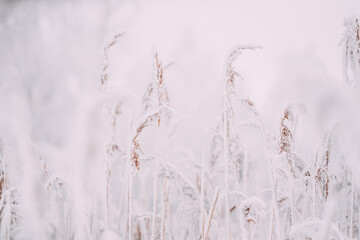 Beautiful Snowy White Grass In Winter Frosty Day