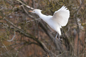 cattle egret Bubulcus ibis perching or flying
