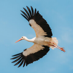 Adult European White Stork Flies In Blue Sky With Its Wings Spread Out