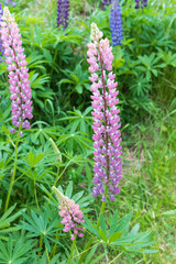 夏の礼文島風景