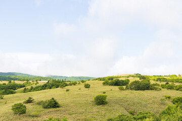夏の礼文島風景