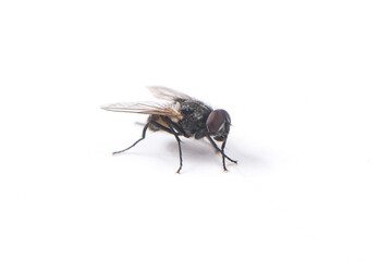 fly isolated on  white background