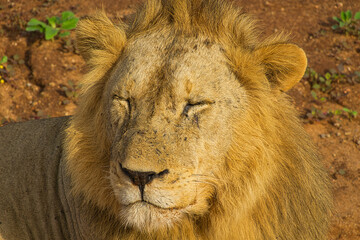 Löwen im Nationalpark Tsavo Ost und Tsavo West