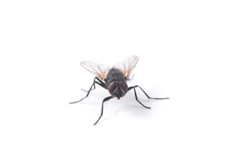 fly isolated on  white background