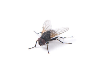 fly isolated on  white background