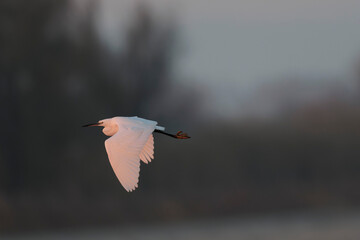 Little Egret Egretta garzetta flying in close view
