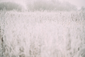 Snow-covered Grass In Winter Frosty Meadow. Minimalism In Winter Landscape