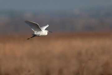 Little Egret Egretta garzetta flying in close view