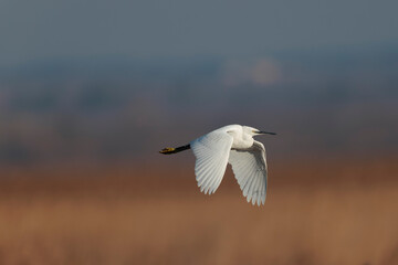 Little Egret Egretta garzetta flying in close view
