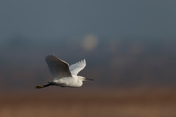Little Egret Egretta garzetta flying in close view