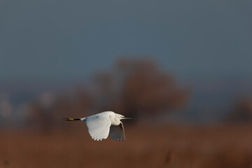 Little Egret Egretta garzetta flying in close view