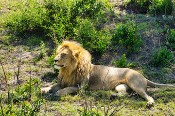 Löwen im Nationalpark Tsavo Ost und Tsavo West