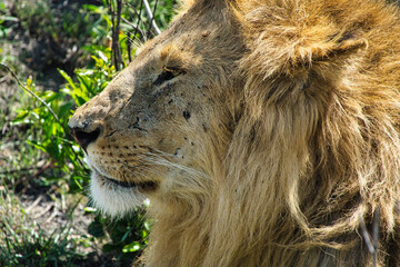 Löwen im Nationalpark Tsavo Ost und Tsavo West