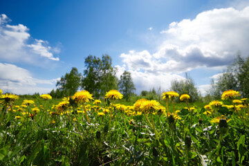 Fototapeta premium Meadow of yellow dandelions against the blue sky in sunny spring day.