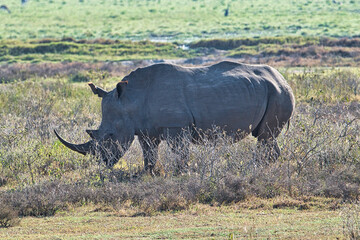 Nashorn  in der Savanne auf Safari in Kenia