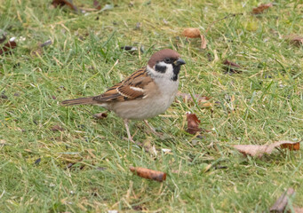 sparrow on a branch