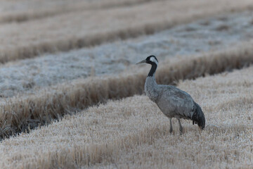 Grus grus Common eurpean crane feeding in rice fields in Southern France