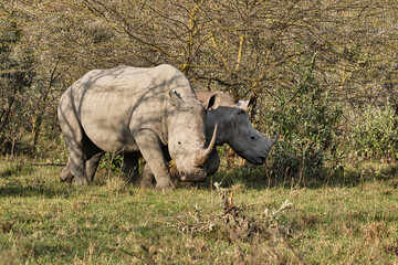Nashorn  in der Savanne auf Safari in Kenia