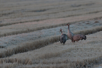 Obraz premium Grus grus Common eurpean crane feeding in rice fields in Southern France