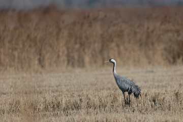 Grus grus Common eurpean crane feeding in rice fields in Southern France