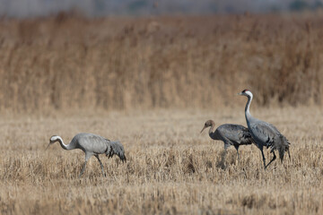 Grus grus Common eurpean crane feeding in rice fields in Southern France