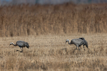 Obraz premium Grus grus Common eurpean crane feeding in rice fields in Southern France