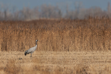 Grus grus Common eurpean crane feeding in rice fields in Southern France