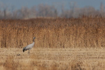 Grus grus Common eurpean crane feeding in rice fields in Southern France