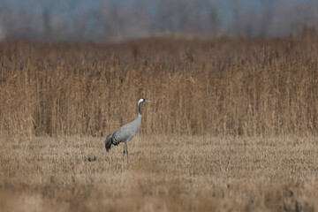 Grus grus Common eurpean crane feeding in rice fields in Southern France